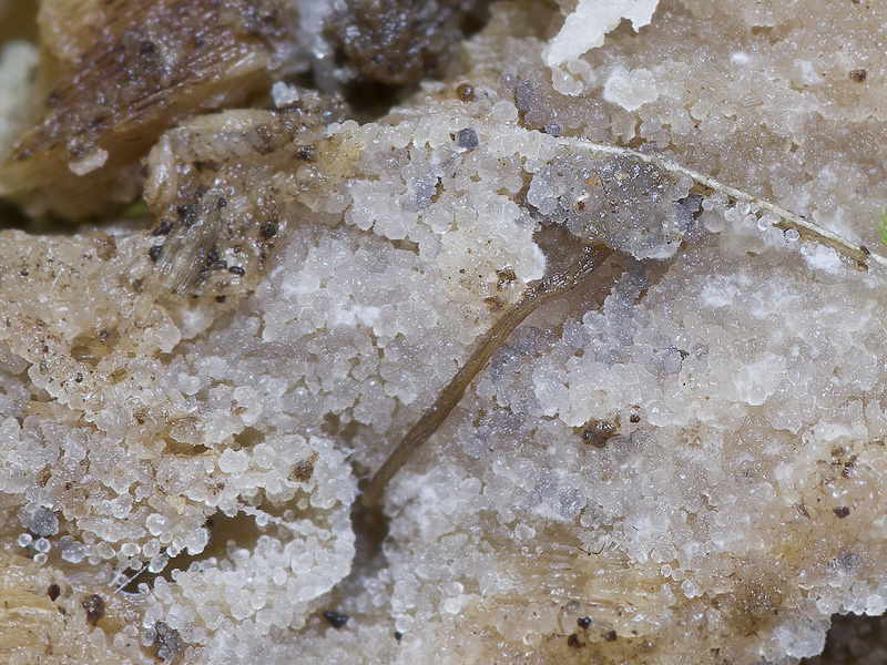 Stypella crystallina